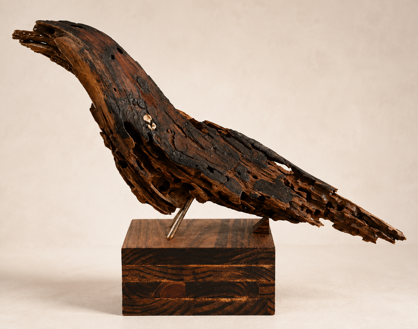 Paradise Bird